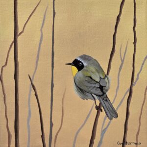 Yellow Warbler, Left